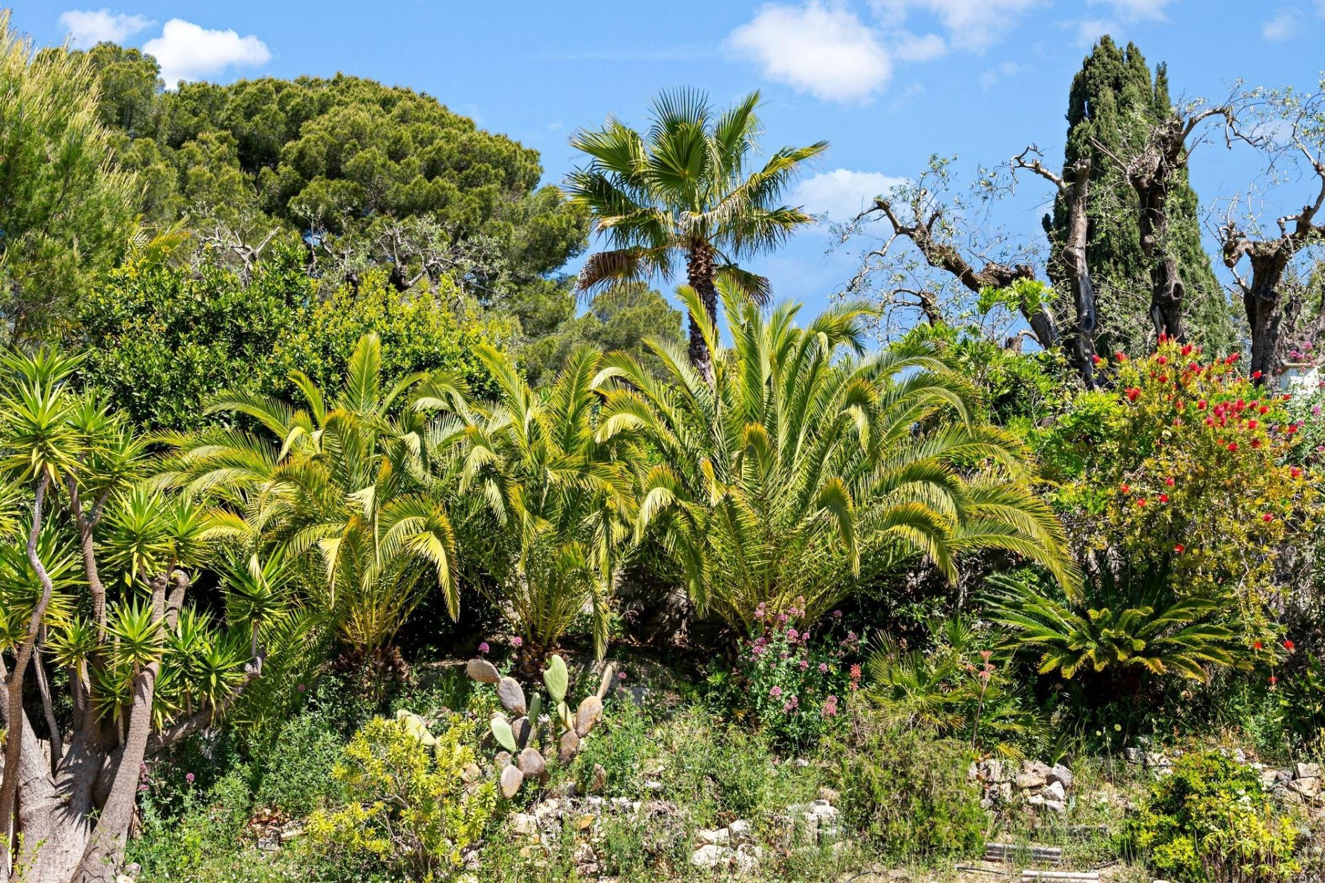 maison provençale 8 Pièces en vente sur MOUGINS (06250)
