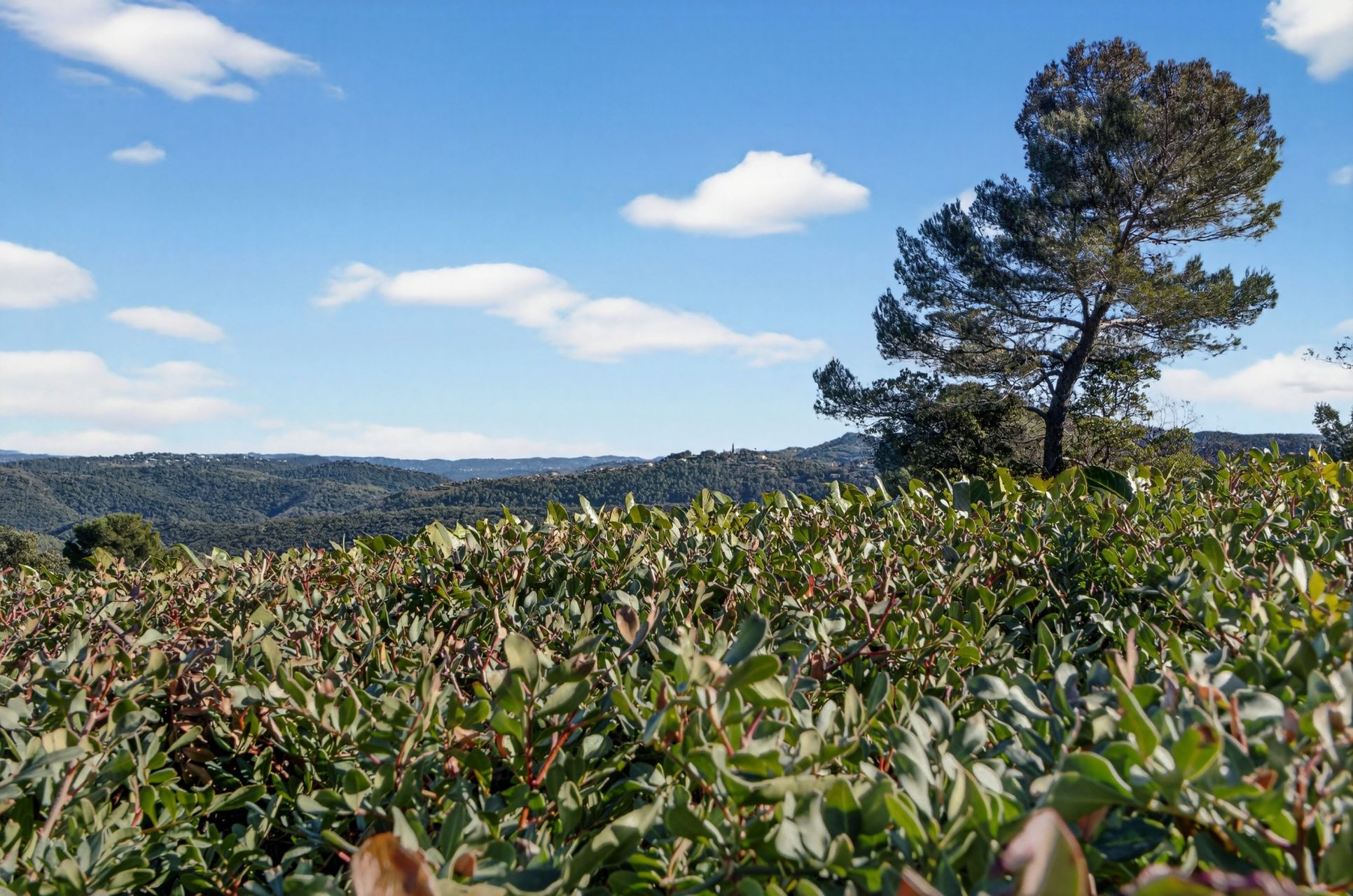 provencal house 6 Rooms for sale on MONTAUROUX (83440)