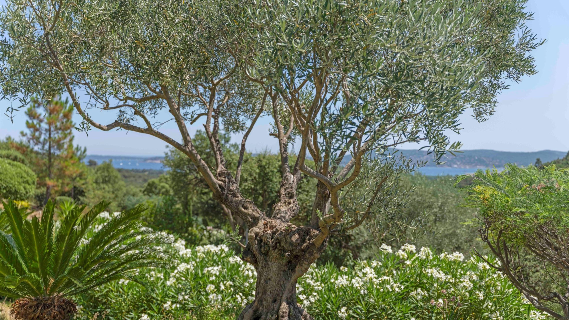villa 8 Pièces en vente sur GRIMAUD (83310)