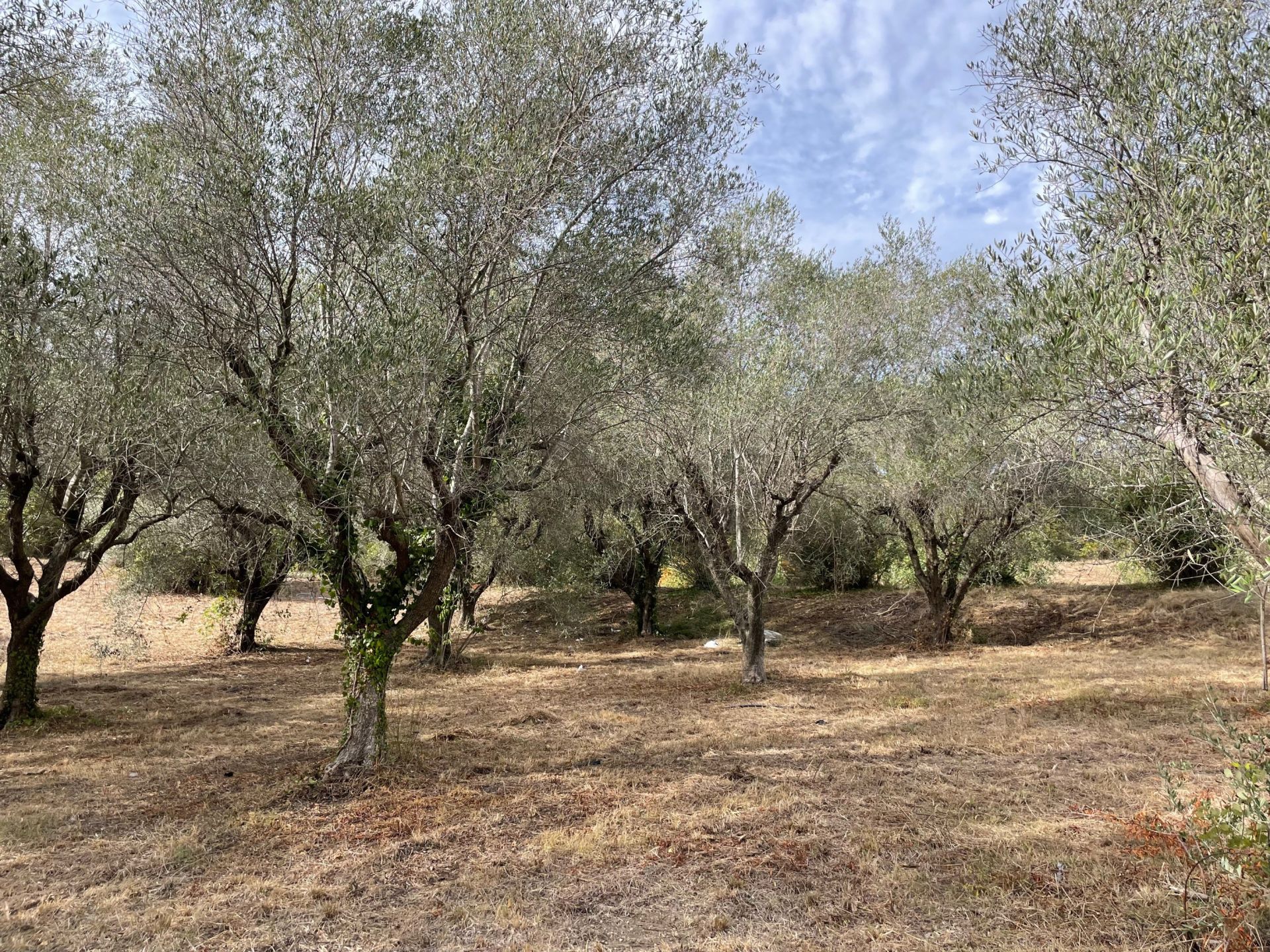 terrain en vente sur MOUGINS (06250)