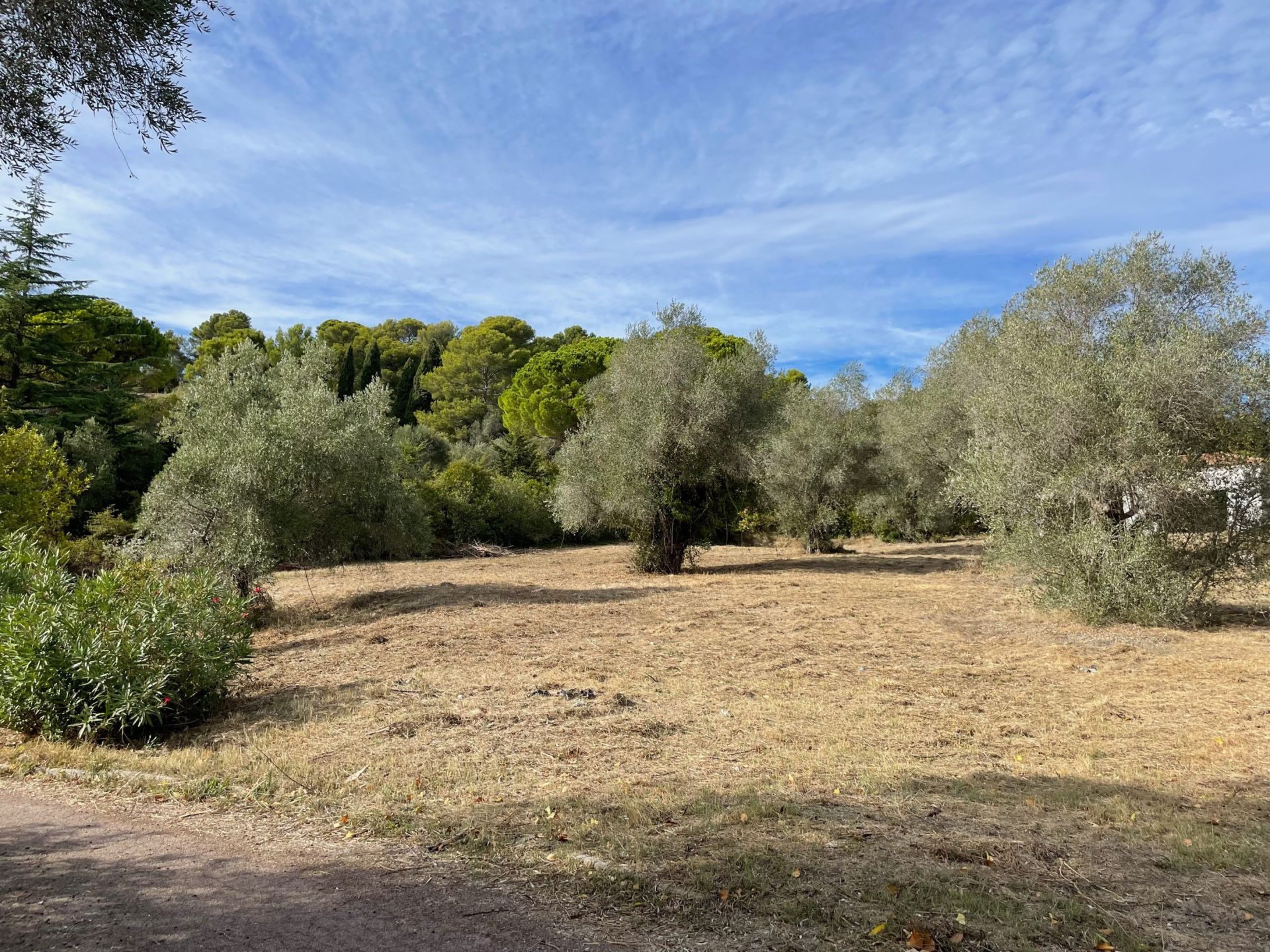 terrain en vente sur MOUGINS (06250)